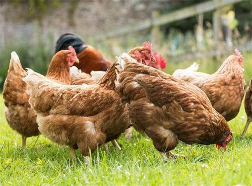 青霉素在养鸡中的应用