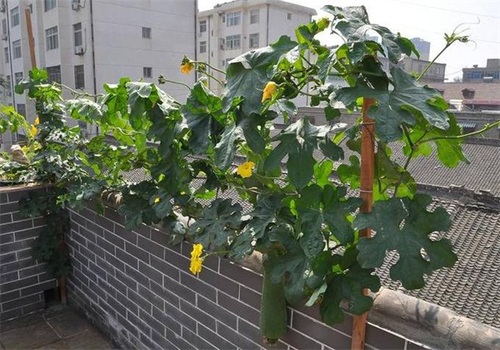 盆栽丝瓜种植方法
