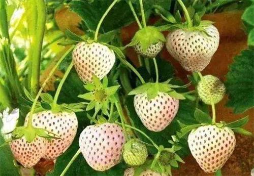 盆栽菠萝莓高产种植要点